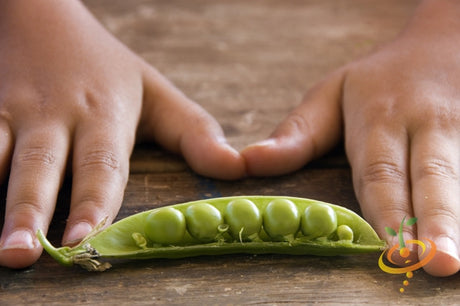 Fresh green Pea - Progress No. 9 seeds from SeedsNow, showing vibrant pea seeds ready for planting in a natural setting.