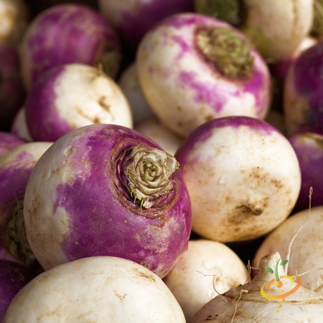 Purple Top White Globe turnip seeds from SeedsNow, showing vibrant purple and white turnip root with green leaves.