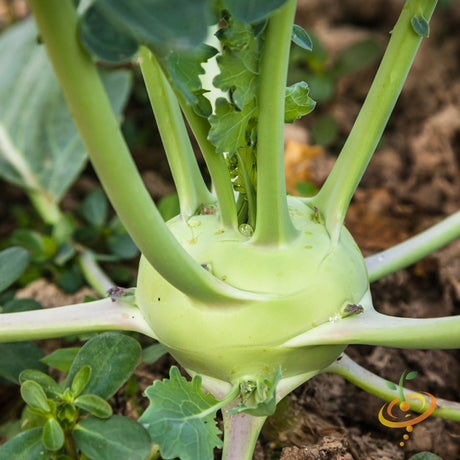 Kohlrabi Delicatesse with blue SeedsNow brand seeds, fresh vegetable with round, bulbous shape and leafy green tops.