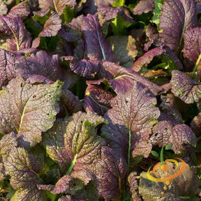 Close-up of giant red mustard seeds from SeedsNow, showing their vibrant red color and textured surface.