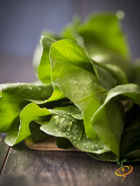 Dark green Romaine lettuce seeds from SeedsNow, ready for planting in vegetable garden or container growth.
