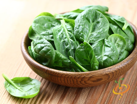 Fresh green Noble Giant spinach leaves from SeedsNow, showcasing vibrant, healthy spinach grown from SeedsNow seeds.