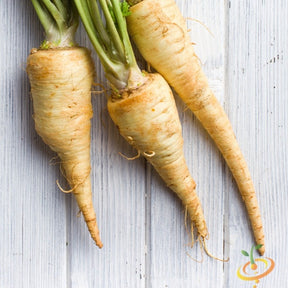 Fresh Harris Model parsnip seeds from SeedsNow, ready for planting in the garden.