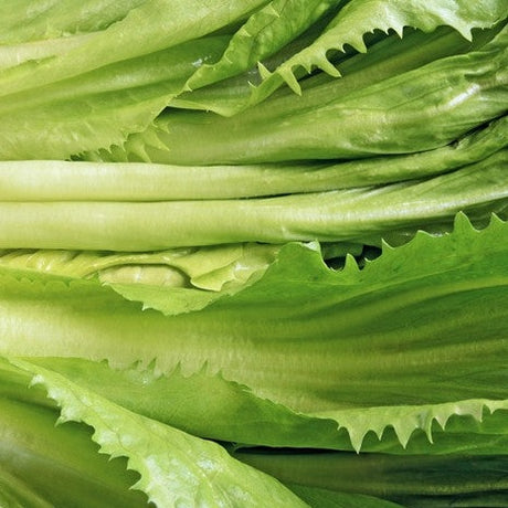 Broadleaf full heart Batavian endive seeds from SeedsNow, showing vibrant green leafy vegetable seeds in a natural setting.