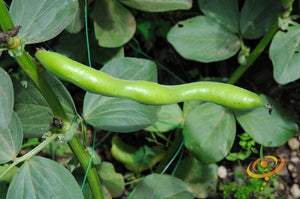 Bean (Fava/Pole) - Broad Windsor.