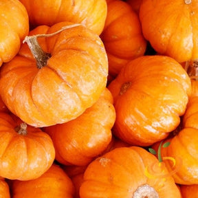 Pumpkin Jack Be Little seeds from SeedsNow, close-up of small pumpkin seeds with a textured background.