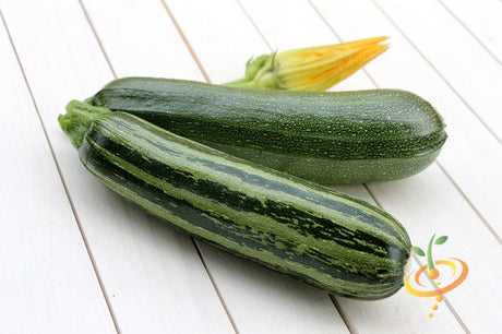 Fresh summer squash from SeedsNow, featuring vibrant green Caserta squash with smooth skin and tender flesh.