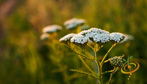 Yarrow.