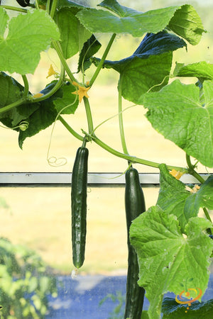 Cucumber - Chinese Snake.