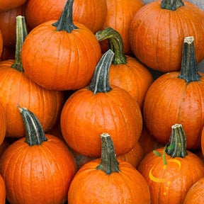 Small pumpkin sugar seeds from SeedsNow, showing fresh, raw pumpkin seeds with a light tan color and smooth surface.