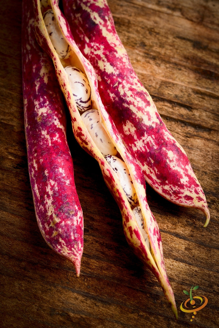 Bean (Bush) - Borlotti.