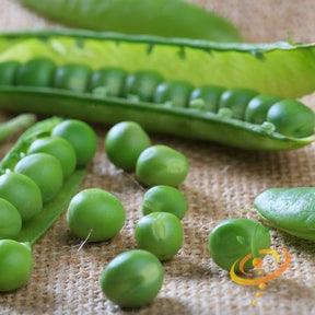Pea seeds, Progress No. 9 variety, from SeedsNow, displayed in a close-up image showing small green pea seeds.