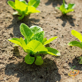 Tom Thumb lettuce seeds from SeedsNow, close-up of seed packet with fresh lettuce leaves and seed details visible.