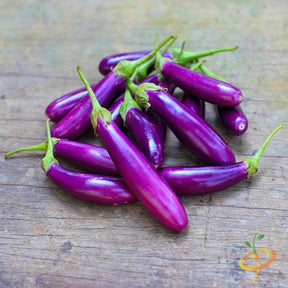 Long Ping Tung eggplant (aubergine) growing from SeedsNow seed packet, showing mature purple fruit on a plant.