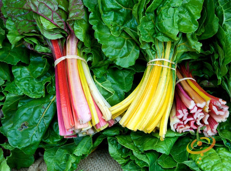 Swiss Chard Canary Yellow seeds from SeedsNow, small seed packets with vibrant yellow chard leaves visible in the image