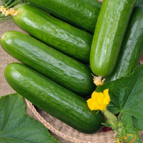 Fresh green cucumber plant with straight cucumbers growing, featuring lush leaves and healthy stems.