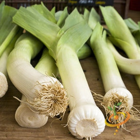 Fresh Carentan leek seeds from SeedsNow, close-up of seed packets showing the Leek product and branding.