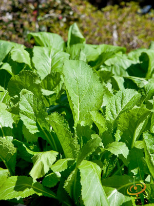 Mustard - Florida Broadleaf.