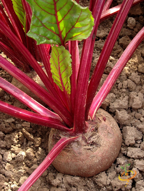 Boltardy beet seeds from SeedsNow, showing vibrant, fresh beet seeds ready for planting in a natural setting.