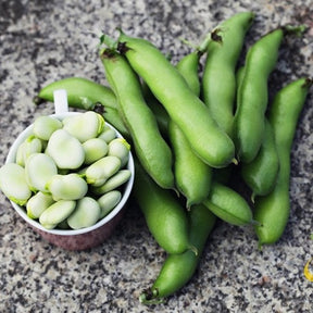 Fava beans, Broad Windsor variety, fresh seeds from SeedsNow, showing green beans with smooth surface and elongated shape.
