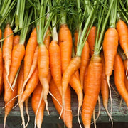 Carrot - Autumn King, 10" Long - SeedsNow.com