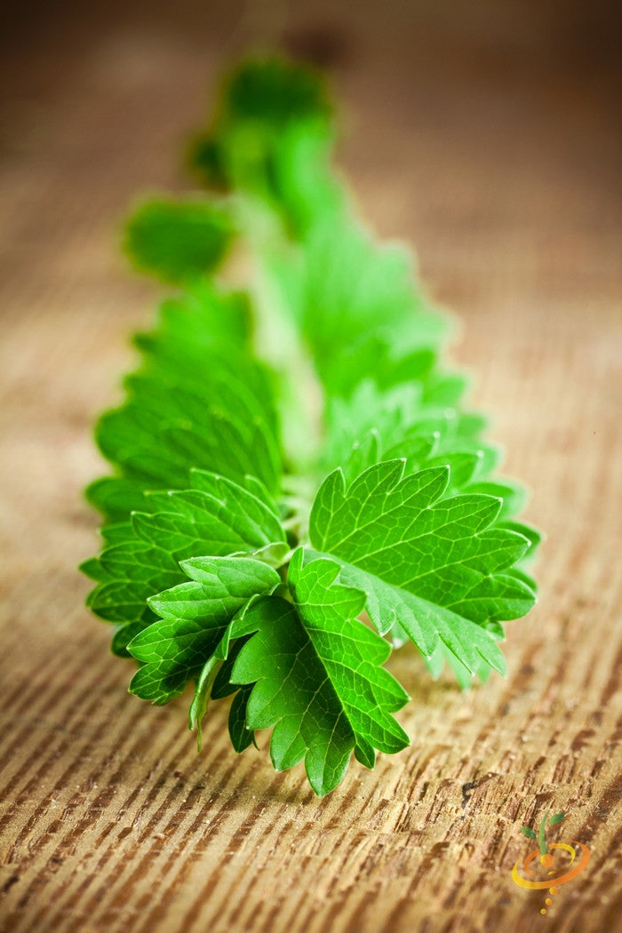 Salad Burnet.