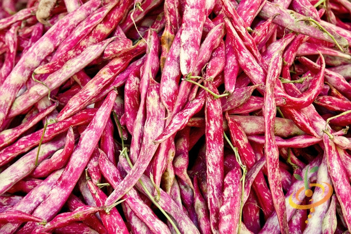 Bean (Bush) - Borlotti.