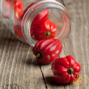 Red Caribbean Habanero hot pepper seeds from SeedsNow, vibrant red peppers with fiery heat, shown in close-up.