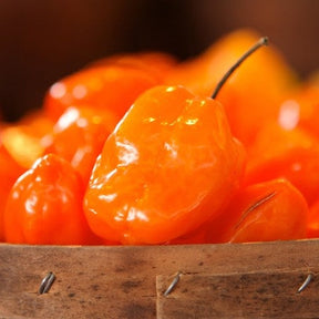 Habanero hot pepper seeds from SeedsNow, bright orange pepper variety with fiery appearance, shown in close-up image.