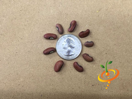 Yard-long asparagus pole bean seeds by SeedsNow, showing fresh green bean seeds for planting in the garden.