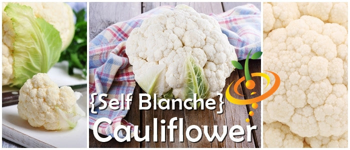 Cauliflower - Snowball/Self-blanche (White).