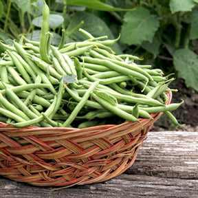 Bush bean harvester seeds from SeedsNow, showing healthy green beans on bush plants ready for planting or harvest.