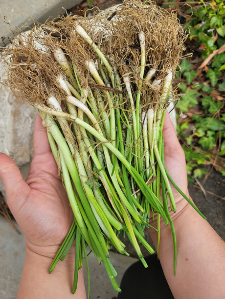 Fresh Onion transplants of OG Blanco Duro variety from SeedsNow-Bulb-Onion, showing healthy long-day onion plants ready for planting.