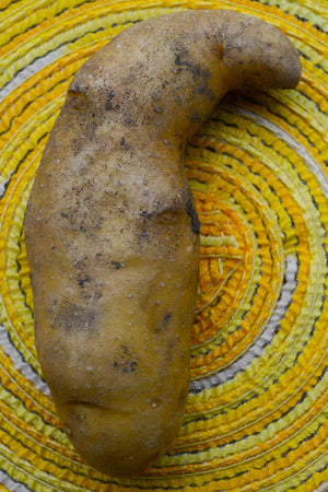 Organic Russian Banana fingerling potato seed from SeedsNow-Potatoes, showing elongated, yellow-skinned potatoes ideal for planting.