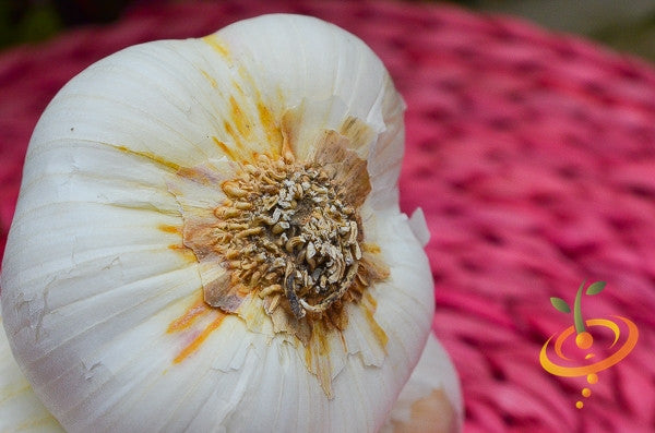 Garlic - (Soft Neck) Nootka Rose.