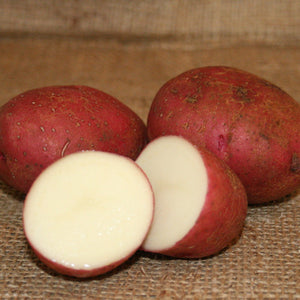 Organic Norland potato seed tubers, dark red skin, round shape, ideal for mid-season planting, from SeedsNow-Potatoes.