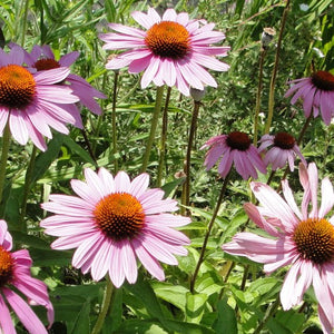 Flowers - Echinacea (Purple Coneflower) - SeedsNow.com