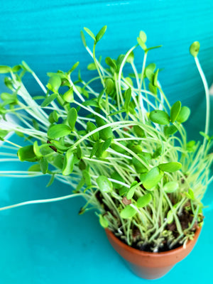 Sprouts/Microgreens - Flax (brown) - SeedsNow.com