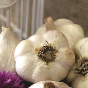 Hard neck German porcelain garlic bulb from SeedsNow-Garlic, showcasing its white, tight cloves and sturdy stem.