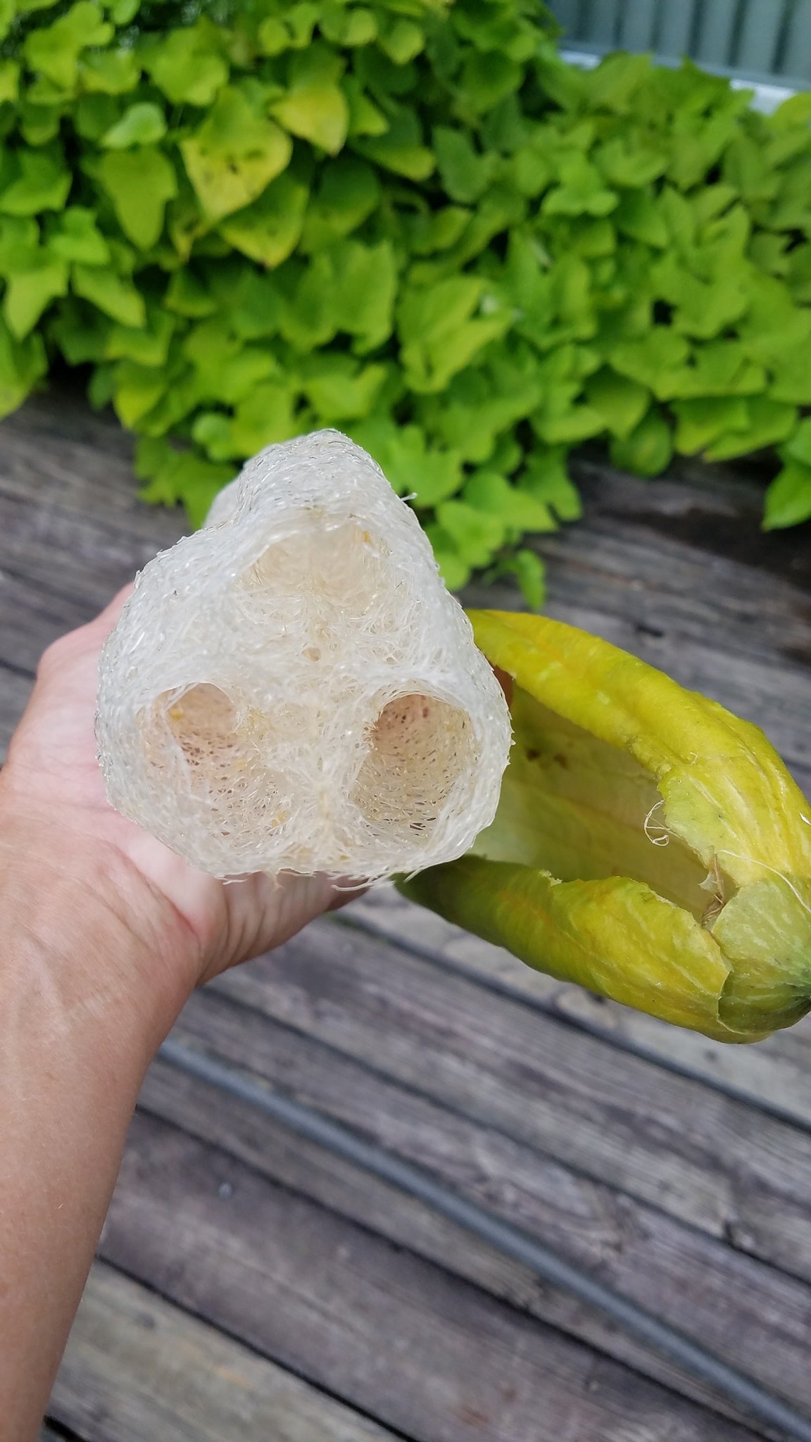 Gourd - Luffa - SeedsNow.com