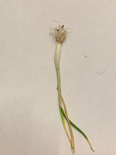 White Grano onion transplants from SeedsNow-Bulb-Onion, showing healthy short day onion sets ready for planting.