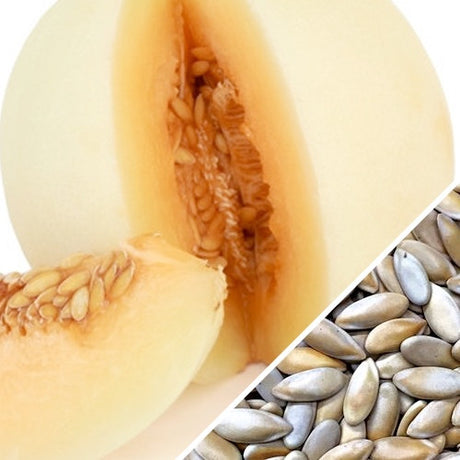 Honeydew melon orange flesh seeds from SeedsNow, showing greenish seeds and vibrant orange melon flesh in a close-up image.