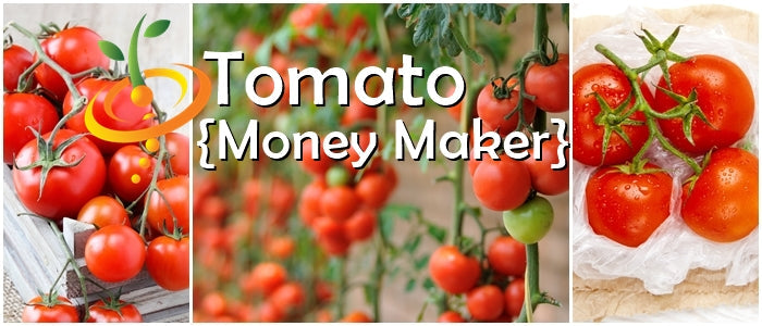 Tomato - Money Maker (Indeterminate) - SeedsNow.com