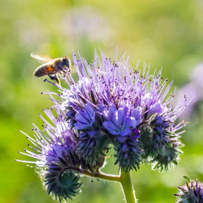 Close-up of Phacelia lacy flower seeds from SeedsNow-Flowers, showcasing vibrant blue and purple flowering plants.