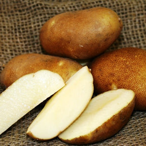 Organic Russet Pioneer potato seed from SeedsNow-Potatoes, showcasing fresh potato tubers ideal for mid-season planting.