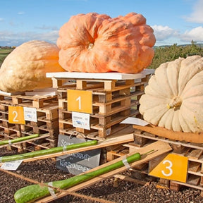 Large Atlantic Giant pumpkin seed packet from SeedsNow, showing vibrant seed illustrations for giant pumpkin cultivation.