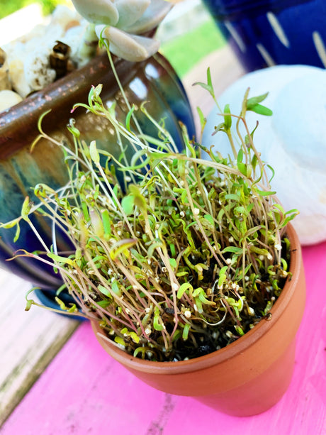 Fresh quinoa seeds for microgreens and sprouts from SeedsNow, displayed in a clear container with green sprouting quinoa seeds.