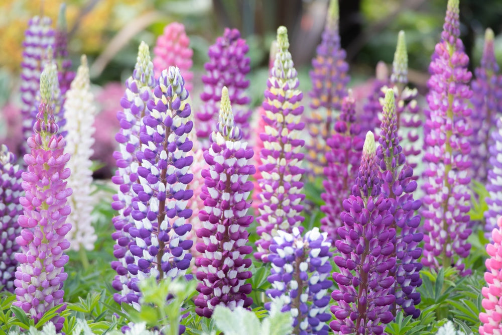 Flowers - Lupine, Russell Mix - SeedsNow.com