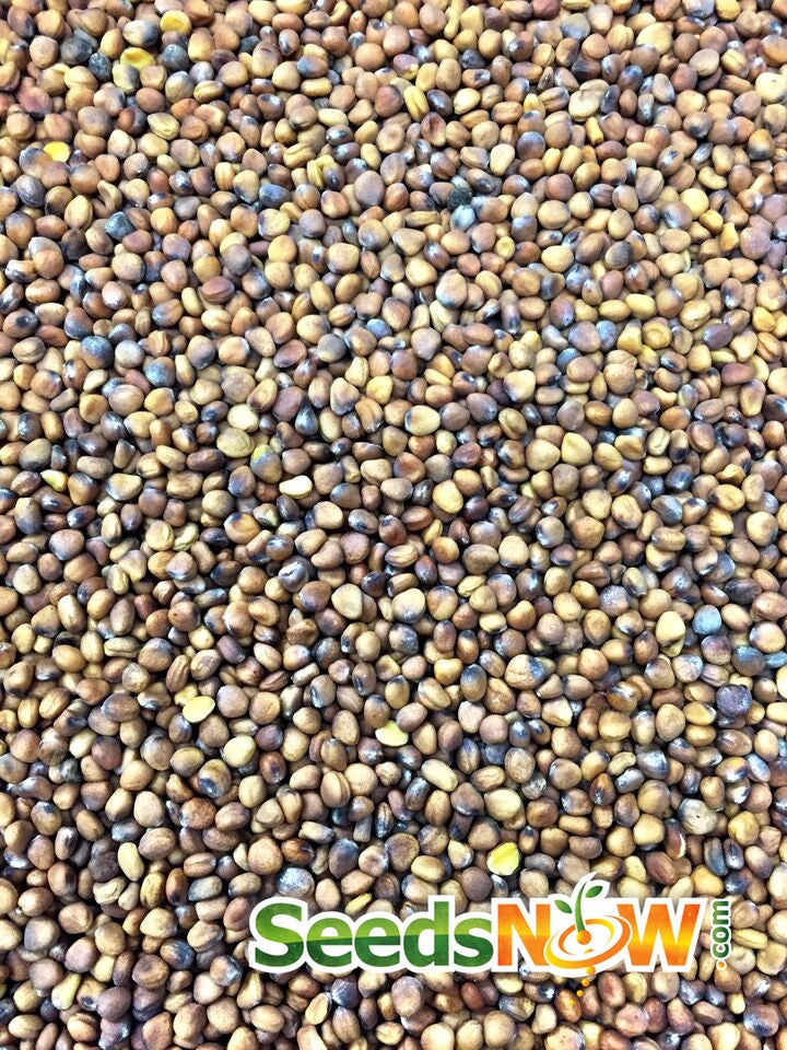 Radish - Watermelon.