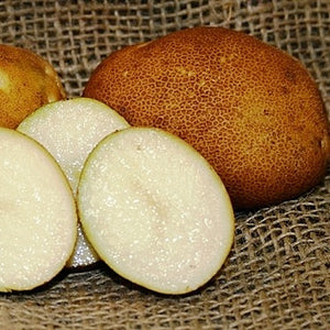 Organic Russet Burbank potato seed tubers, mid-season variety, shown in seed form for planting and cultivation.